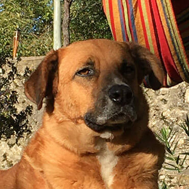 Il cane Doc, il vero guardiano del B&B di Tasso 9